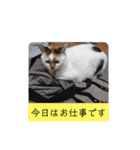 横山家のお猫様2"日常用"（個別スタンプ：18）