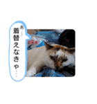 横山家のお猫様2"日常用"（個別スタンプ：19）