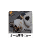横山家のお猫様2"日常用"（個別スタンプ：20）