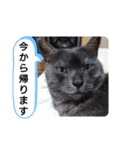 横山家のお猫様2"日常用"（個別スタンプ：22）