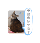 横山家のお猫様2"日常用"（個別スタンプ：23）