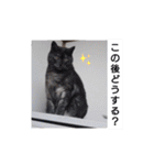 横山家のお猫様2"日常用"（個別スタンプ：24）