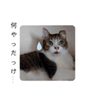 横山家のお猫様2"日常用"（個別スタンプ：26）
