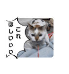 横山家のお猫様2"日常用"（個別スタンプ：27）