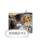 横山家のお猫様2"日常用"（個別スタンプ：29）