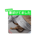 横山家のお猫様2"日常用"（個別スタンプ：30）