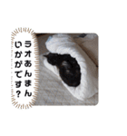 横山家のお猫様2"日常用"（個別スタンプ：31）