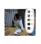 横山家のお猫様2"日常用"（個別スタンプ：32）