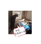 横山家のお猫様2"日常用"（個別スタンプ：33）