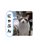 横山家のお猫様2"日常用"（個別スタンプ：35）