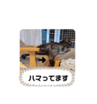 横山家のお猫様2"日常用"（個別スタンプ：37）