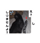 横山家のお猫様2"日常用"（個別スタンプ：38）