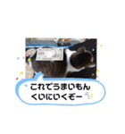 横山家のお猫様2"日常用"（個別スタンプ：39）