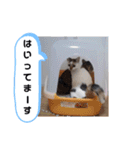 横山家のお猫様2"日常用"（個別スタンプ：40）