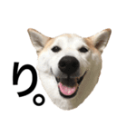 柴犬と猫3️⃣（個別スタンプ：2）