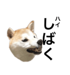 柴犬と猫3️⃣（個別スタンプ：3）