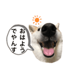柴犬と猫3️⃣（個別スタンプ：5）