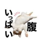 柴犬と猫3️⃣（個別スタンプ：6）
