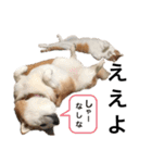 柴犬と猫3️⃣（個別スタンプ：7）