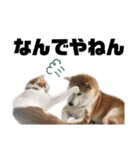柴犬と猫3️⃣（個別スタンプ：8）
