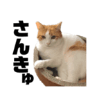 柴犬と猫3️⃣（個別スタンプ：10）
