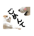 柴犬と猫3️⃣（個別スタンプ：11）