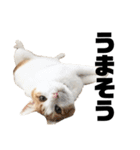 柴犬と猫3️⃣（個別スタンプ：12）