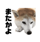 柴犬と猫3️⃣（個別スタンプ：13）