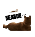 柴犬と猫3️⃣（個別スタンプ：14）