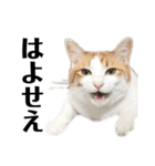柴犬と猫3️⃣（個別スタンプ：15）
