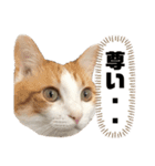 柴犬と猫3️⃣（個別スタンプ：16）
