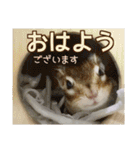 シマリス モカちゃん 2（個別スタンプ：4）