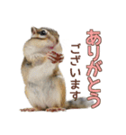 シマリス モカちゃん 2（個別スタンプ：5）