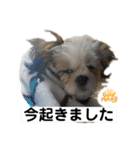 s.s.saja（個別スタンプ：1）