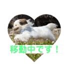 s.s.saja（個別スタンプ：8）