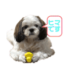 s.s.saja（個別スタンプ：38）