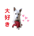 白犬の雑種の保護犬の愛犬の妹子ちゃん3（個別スタンプ：1）