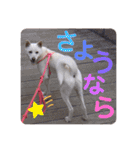 白犬の雑種の保護犬の愛犬の妹子ちゃん3（個別スタンプ：11）