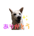 白犬の雑種の保護犬の愛犬の妹子ちゃん3（個別スタンプ：19）