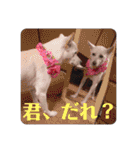 白犬の雑種の保護犬の愛犬の妹子ちゃん3（個別スタンプ：36）