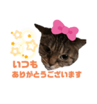 クリコクリケット（個別スタンプ：1）
