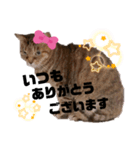 クリコクリケット（個別スタンプ：11）