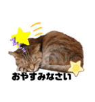 クリコクリケット（個別スタンプ：13）