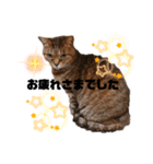クリコクリケット（個別スタンプ：15）