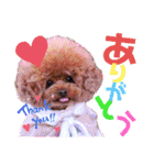 kumatanスタンプ（個別スタンプ：1）