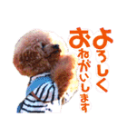 kumatanスタンプ（個別スタンプ：9）