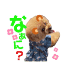 kumatanスタンプ（個別スタンプ：11）
