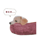 ころも さくさく（個別スタンプ：10）