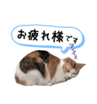 愛猫4匹娘。3（個別スタンプ：8）