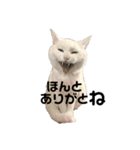 げんきげんきたんたん（個別スタンプ：1）